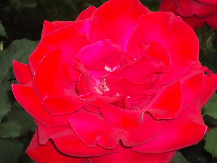 rose 027.jpg